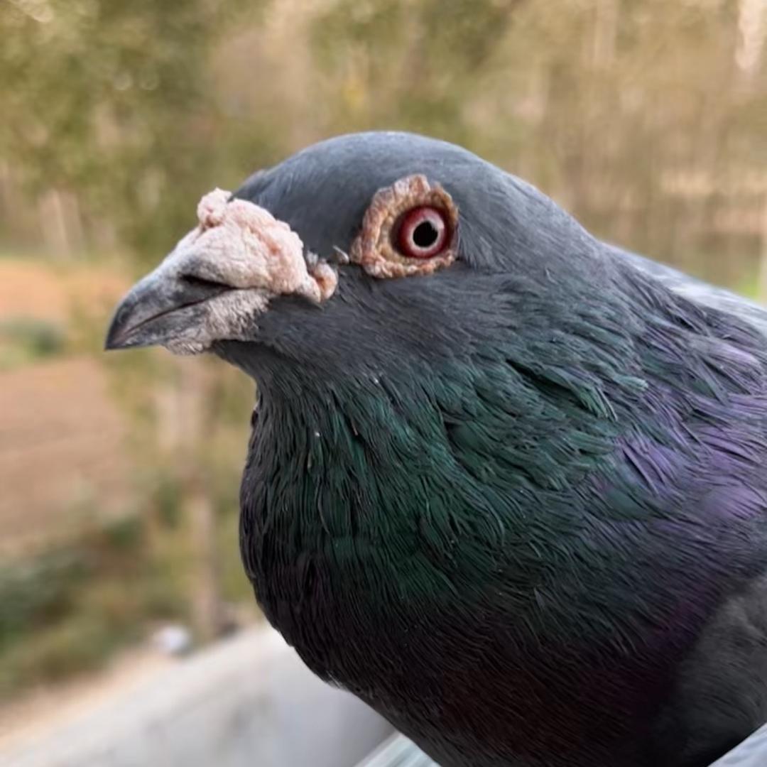 开扬远程赛鸽直播号