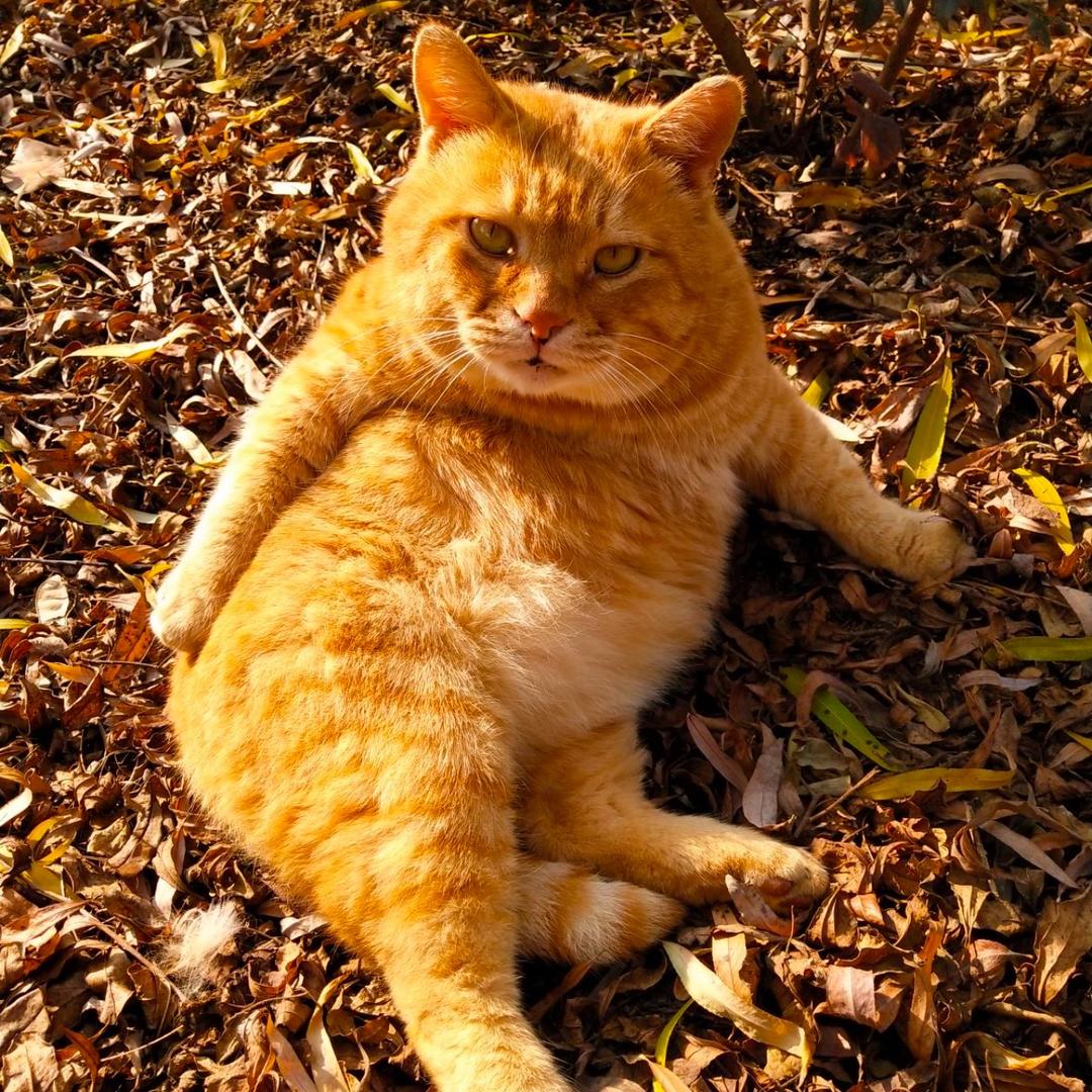 猫咪叫不苦@抖音