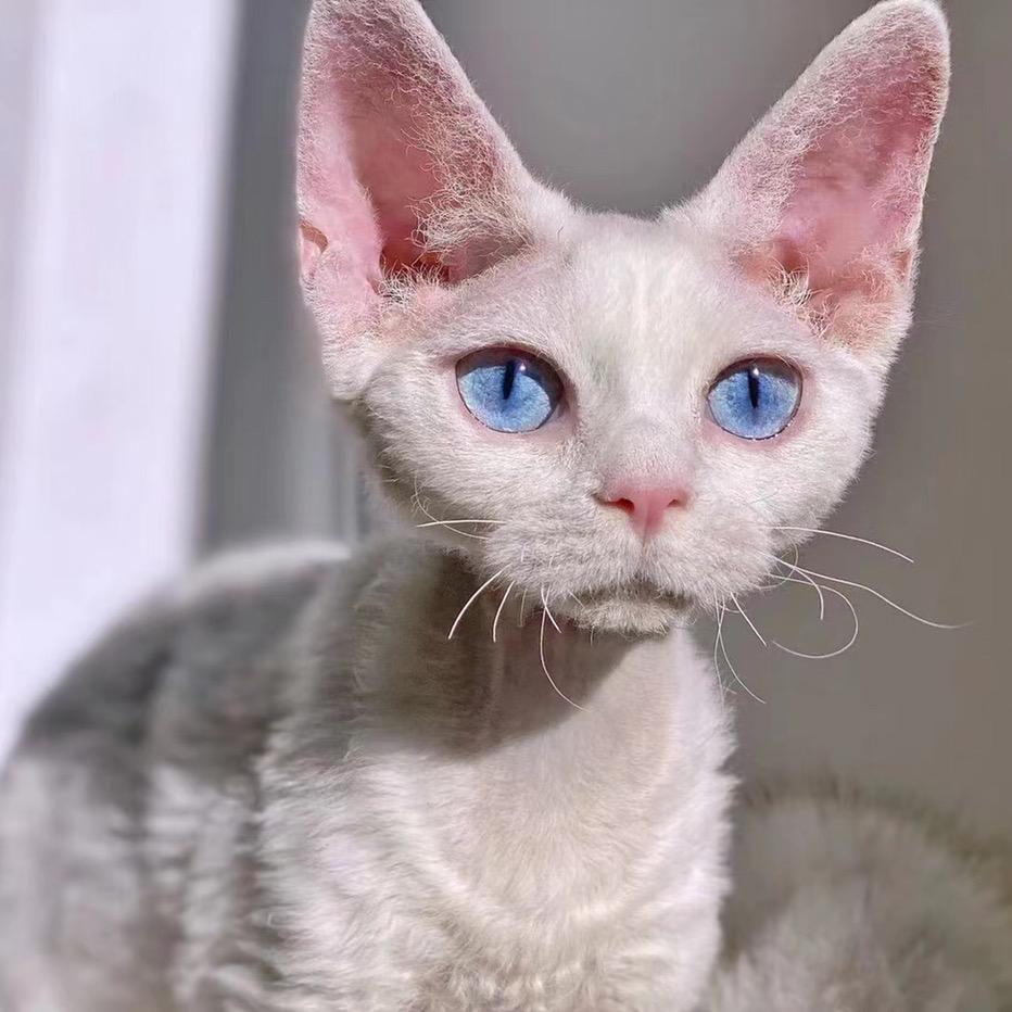 猫十万（shou徒）