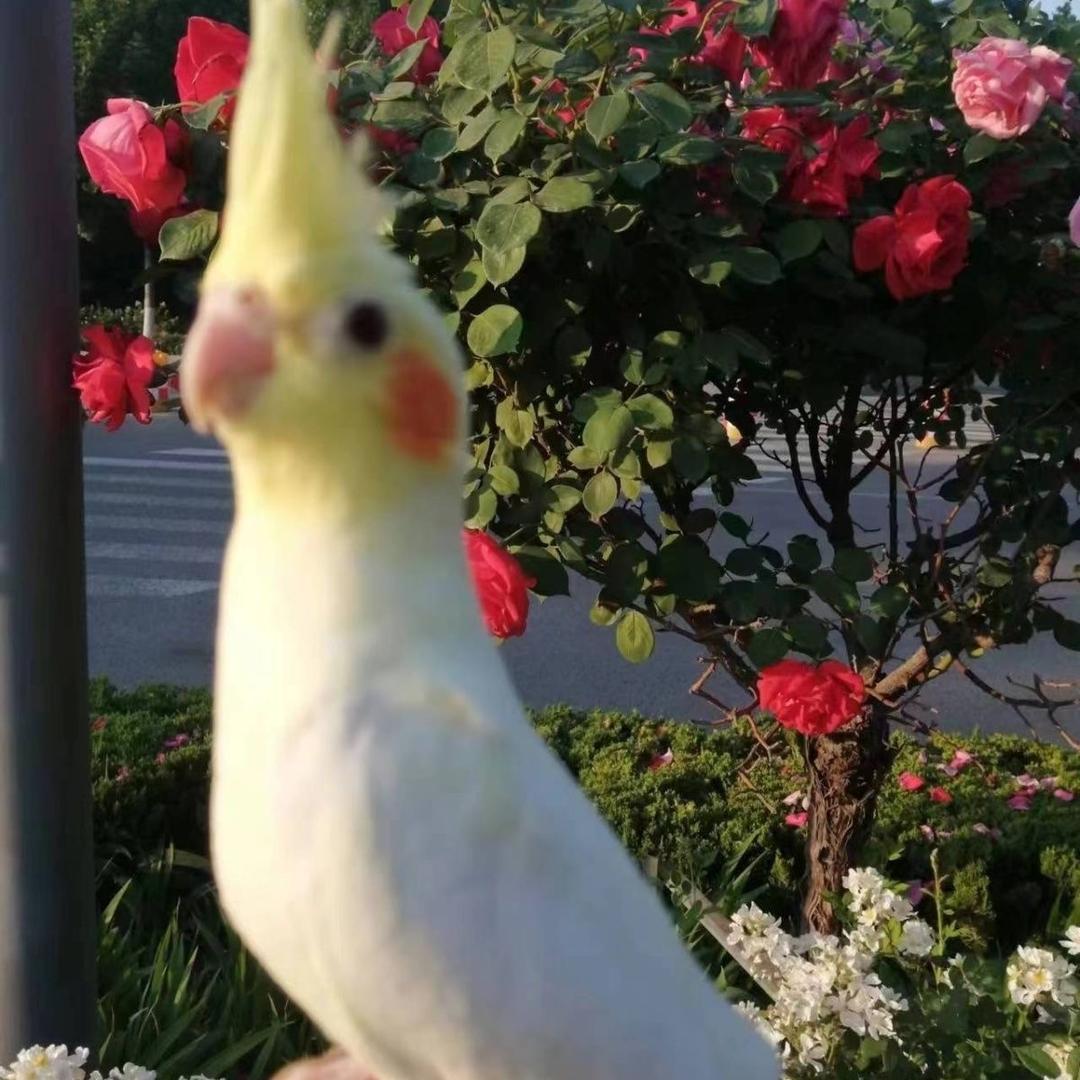 玄凤鹦鹉．小太阳鹦鹉