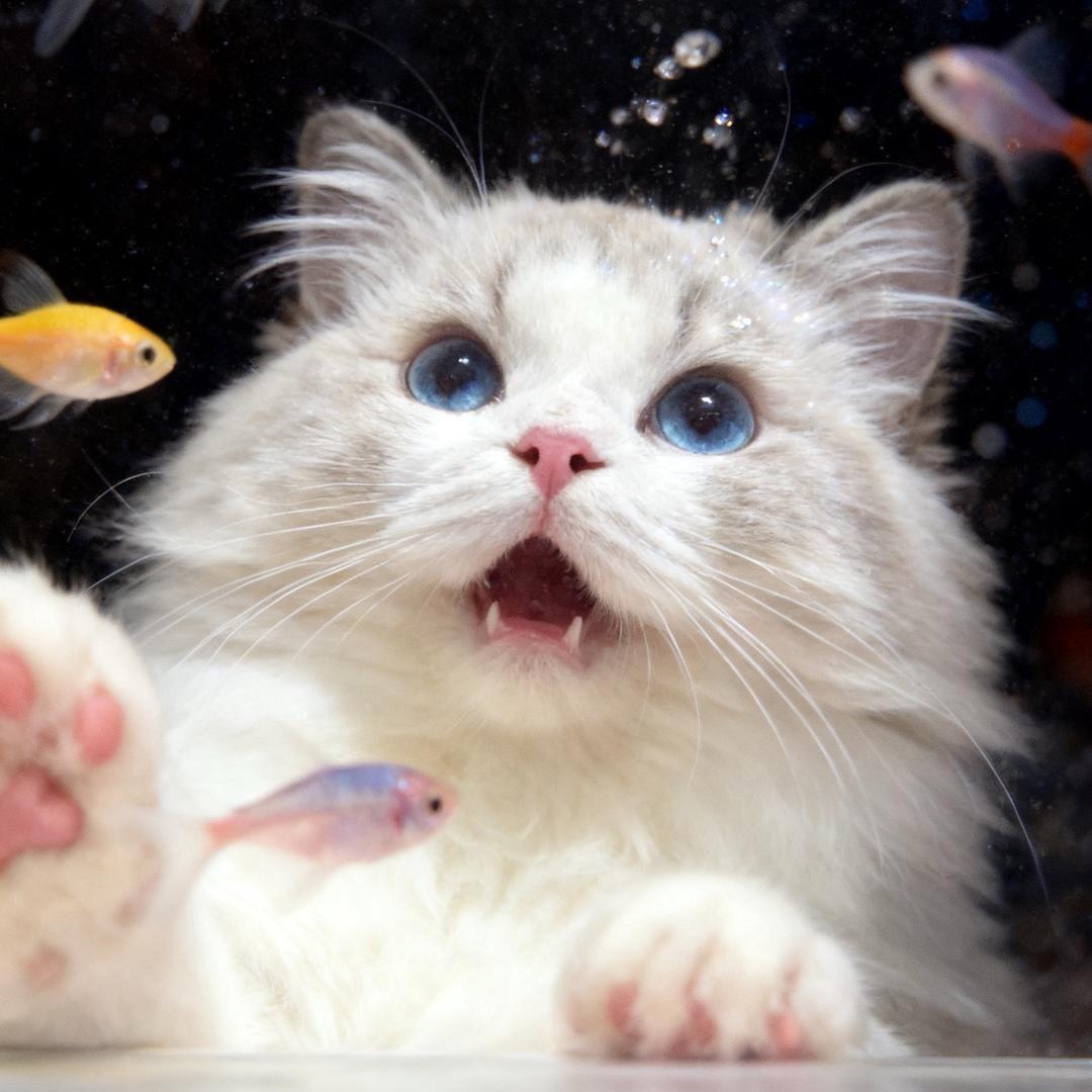 吵死了别狗叫了