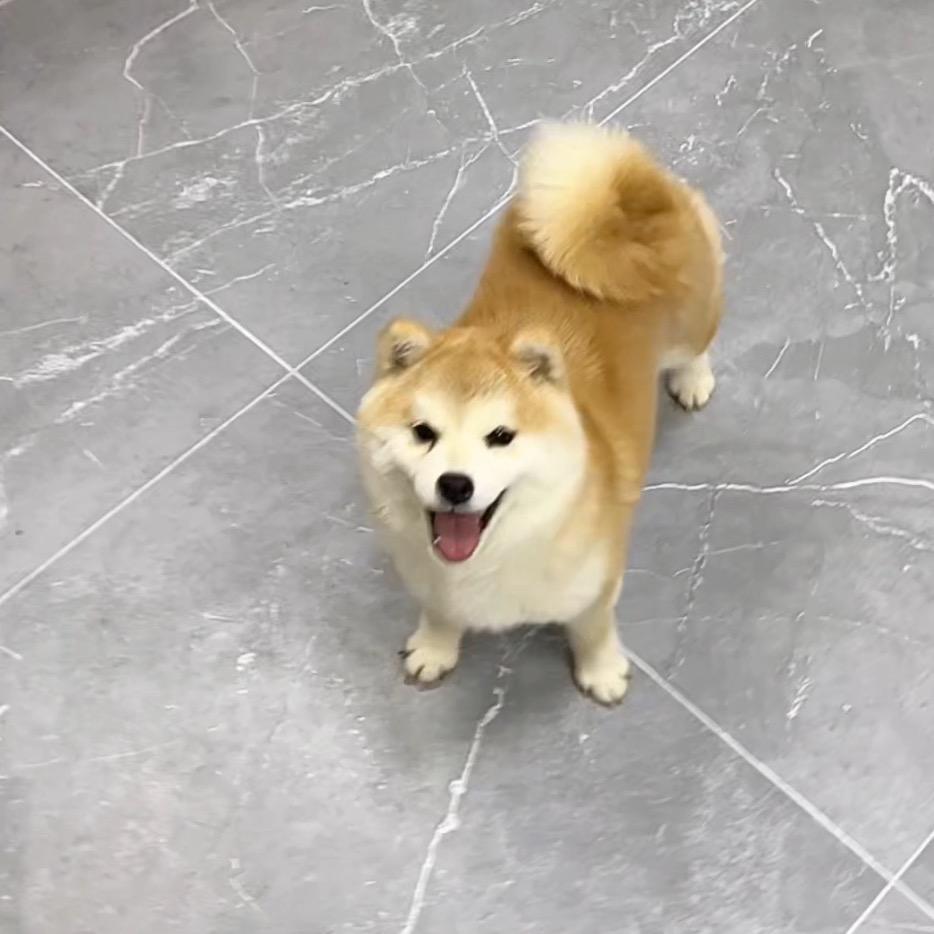 图图豆柴