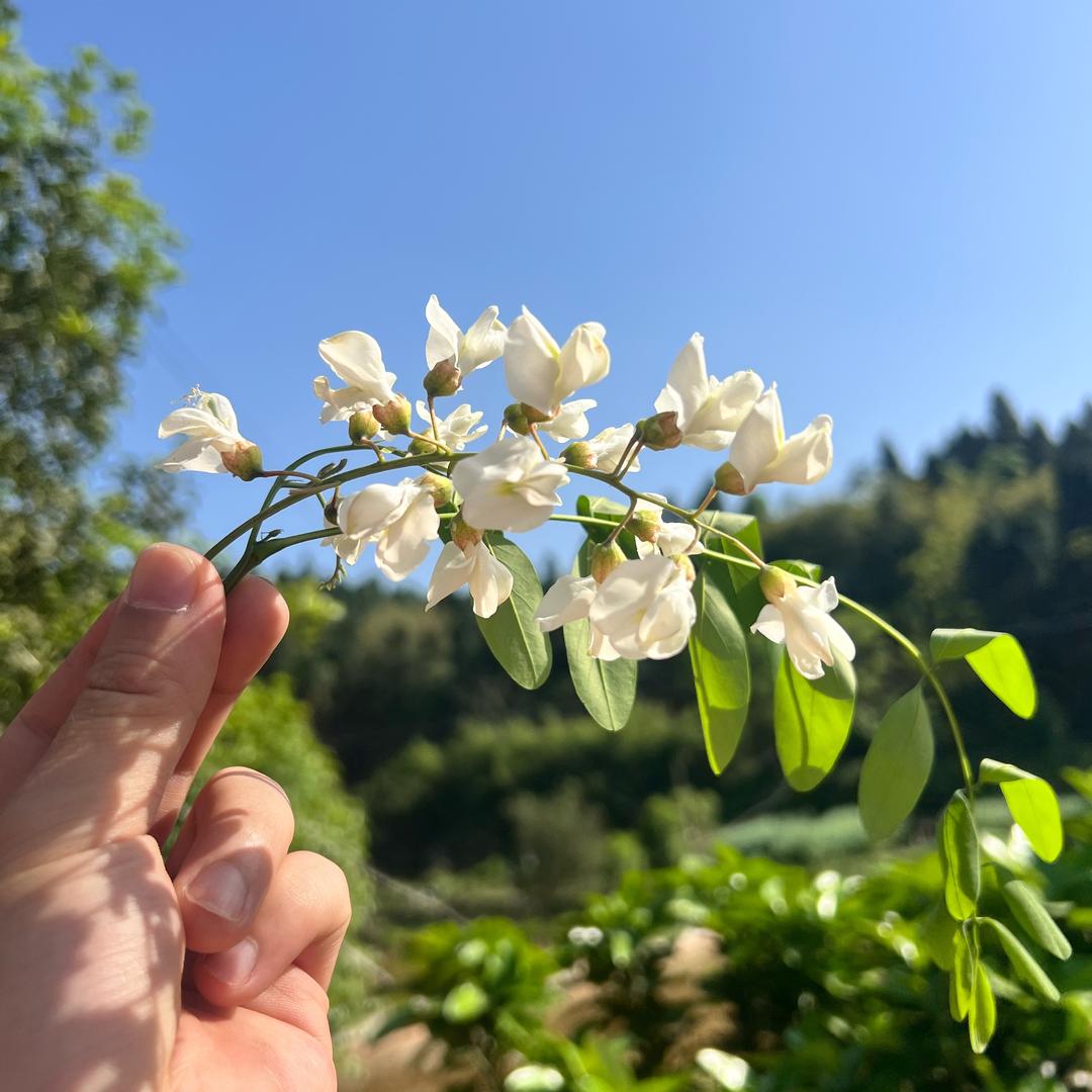 桃子姐的乡村生活