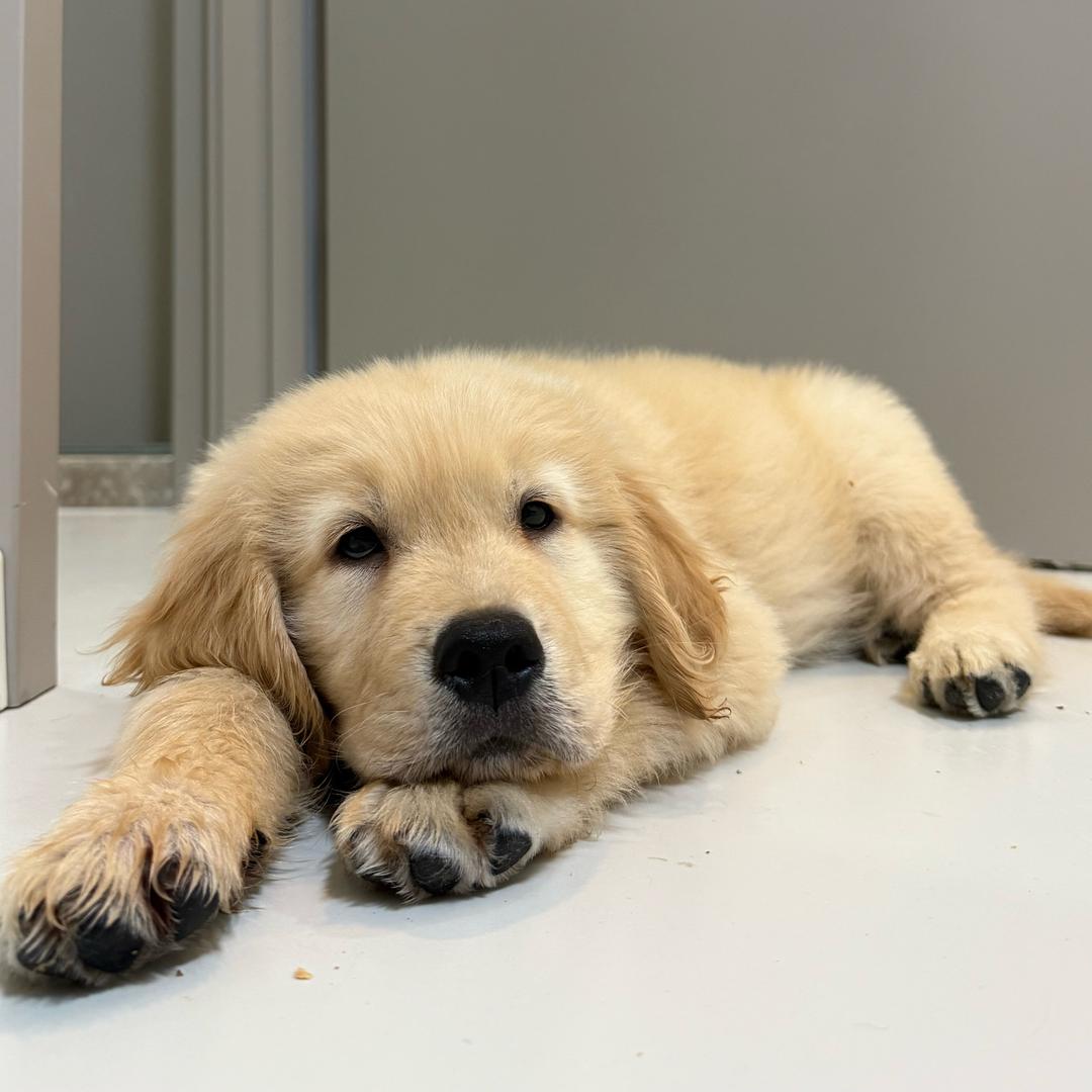 多鱼是只小🐤毛