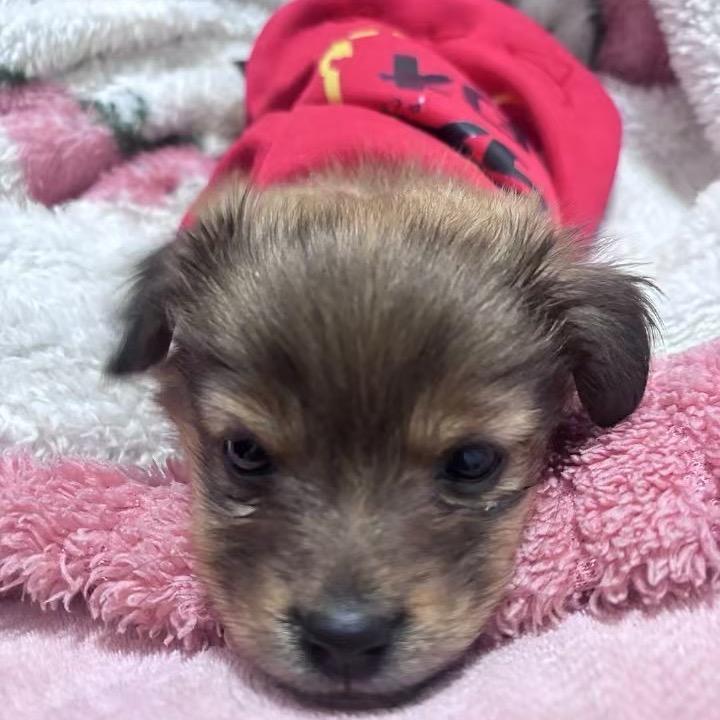 溜溜（六六）大顺