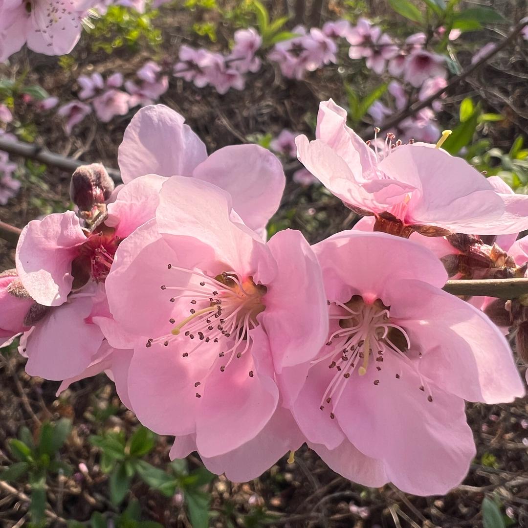 虎牙妹11:10分首播