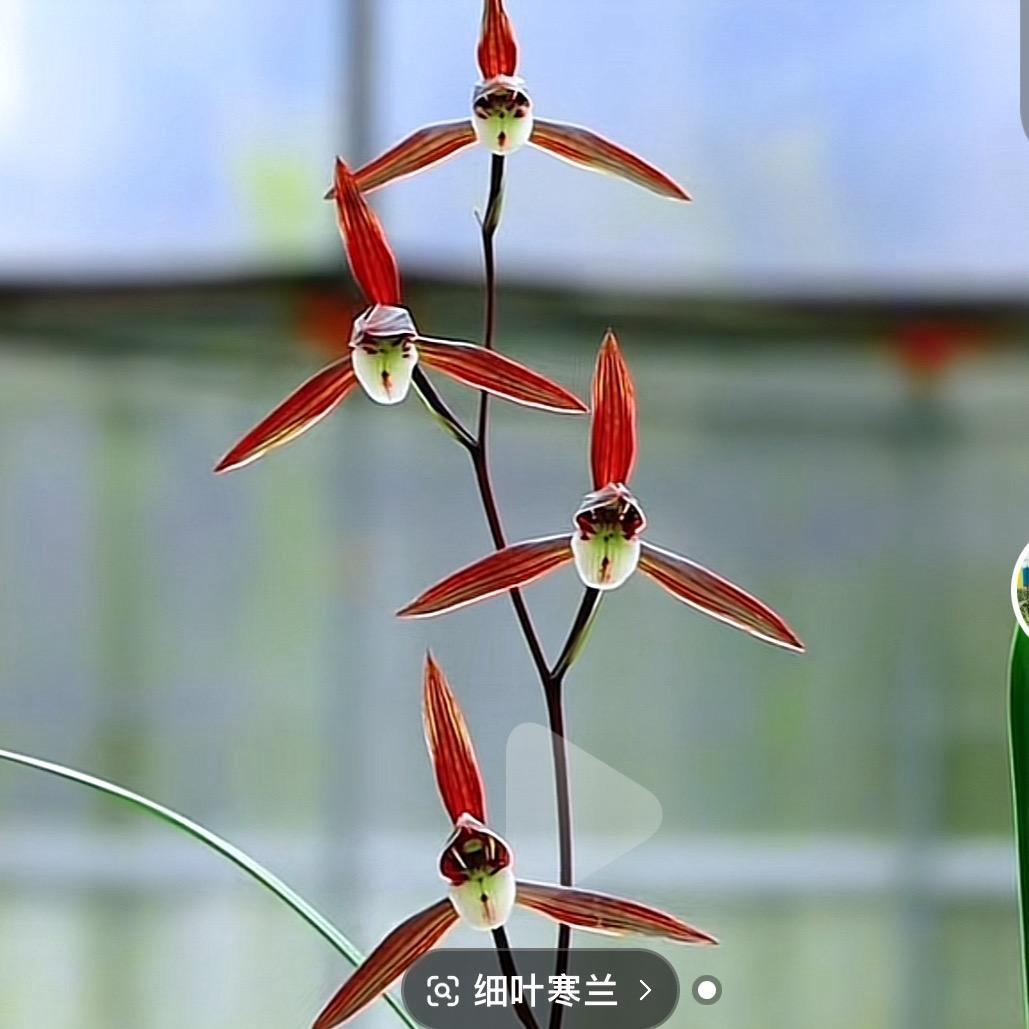 兰花姐姐