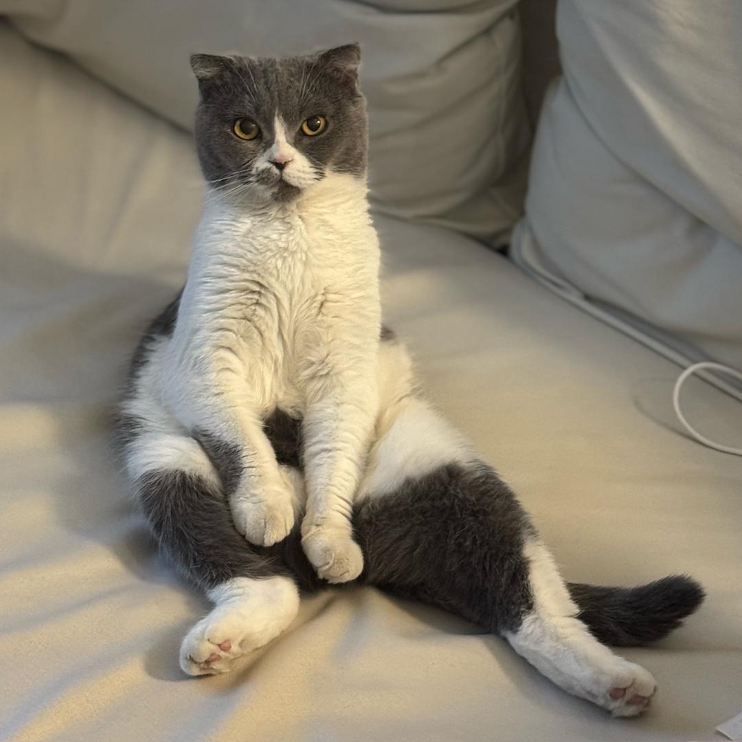 青椒