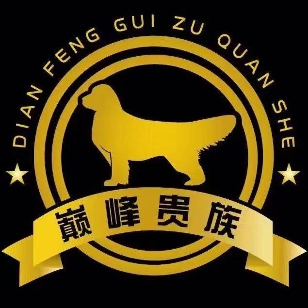 巅峰贵族金毛有限公司