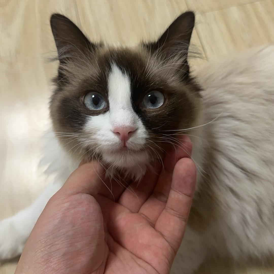 黑衣人家的猫