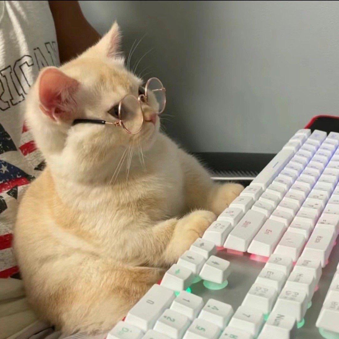 猫说不吃鱼🐟
