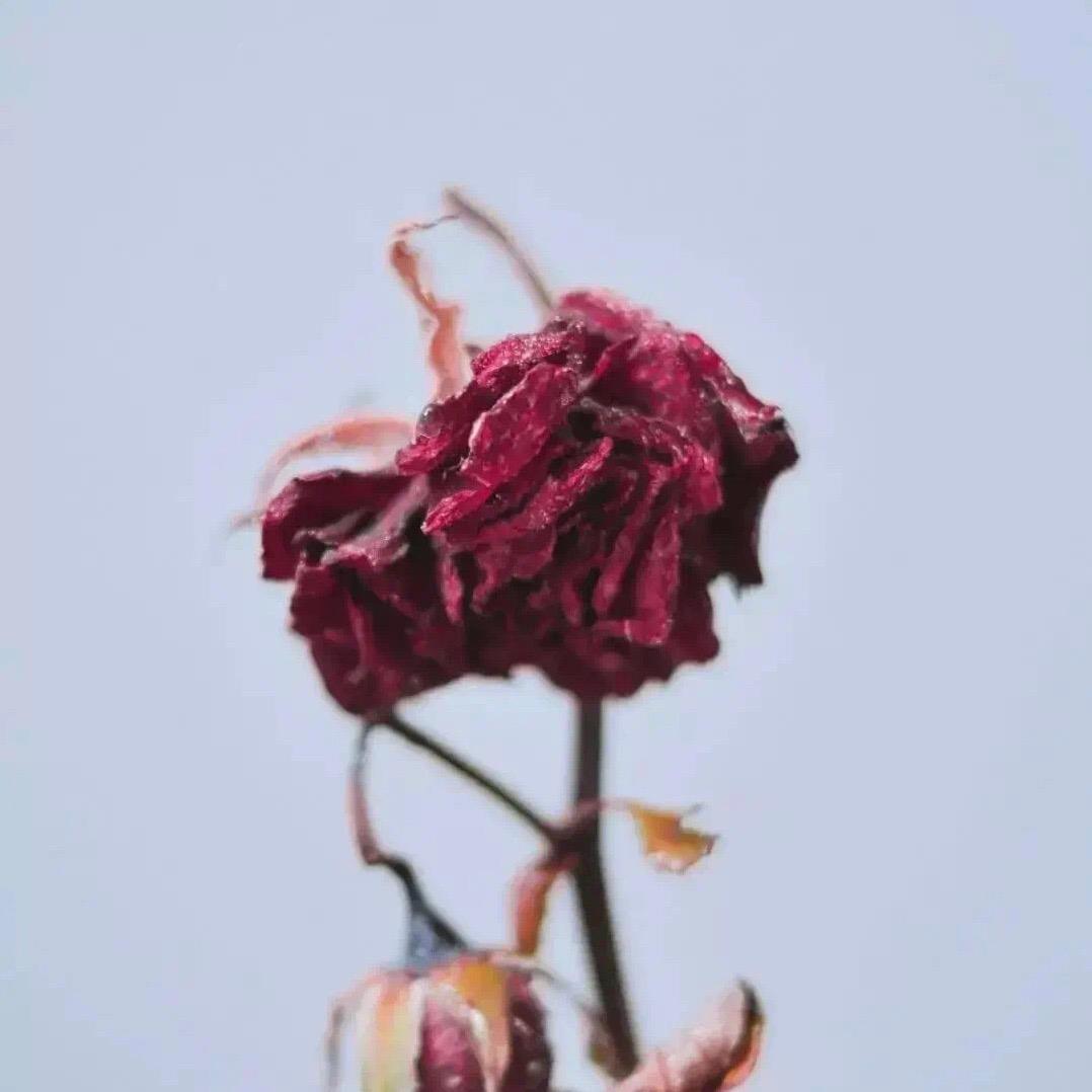 岚心严选个体店