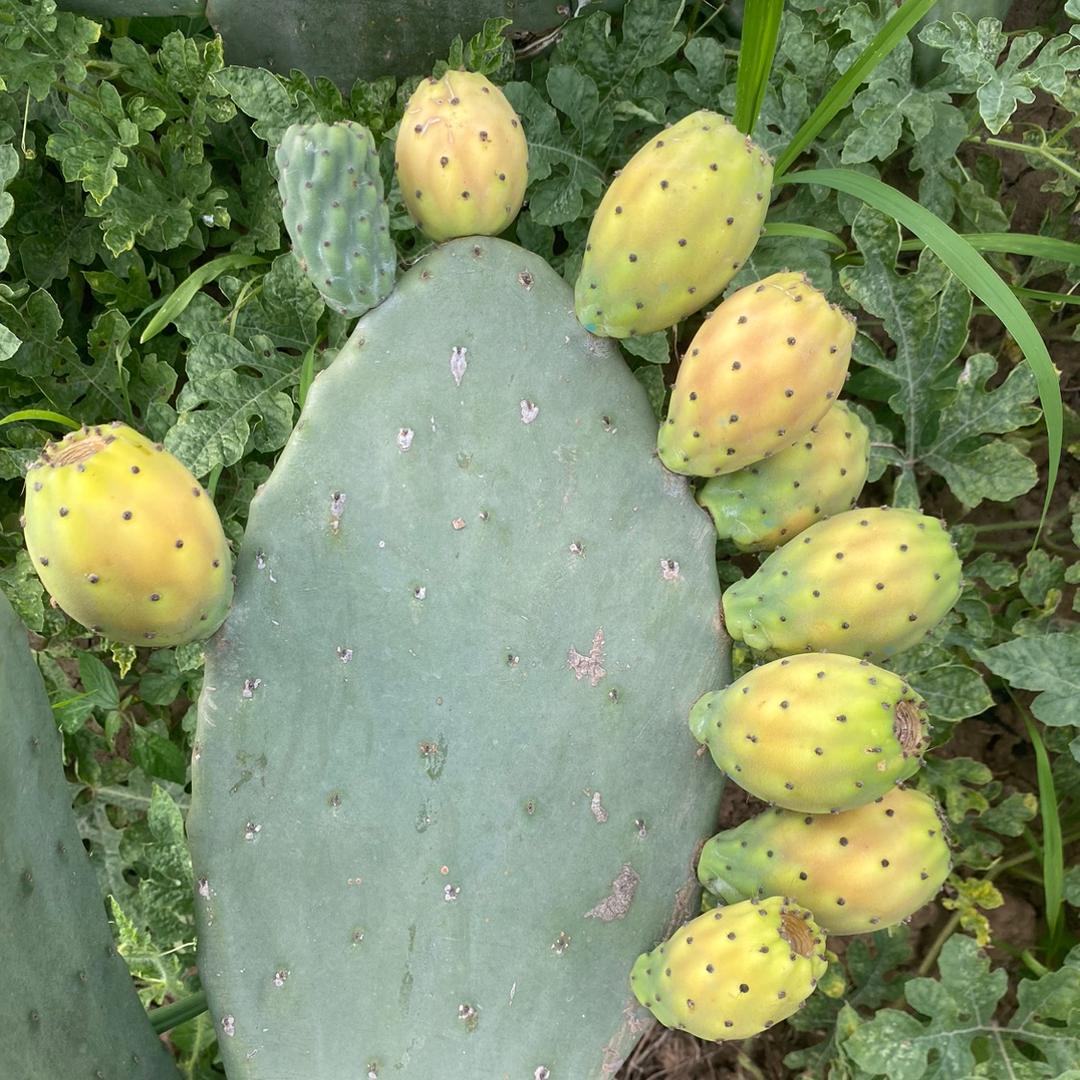 蔓蔓仙人掌芦荟优选