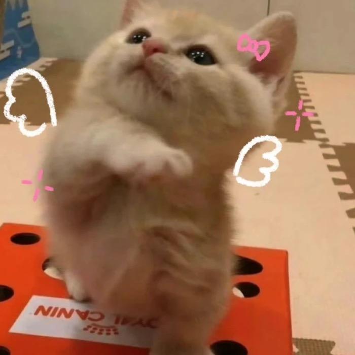 阿静．头像