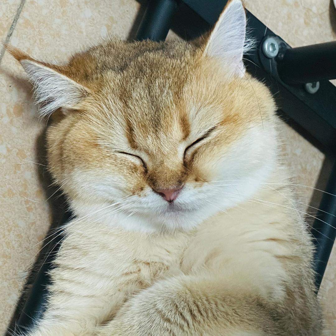 柠小萌☍头像
