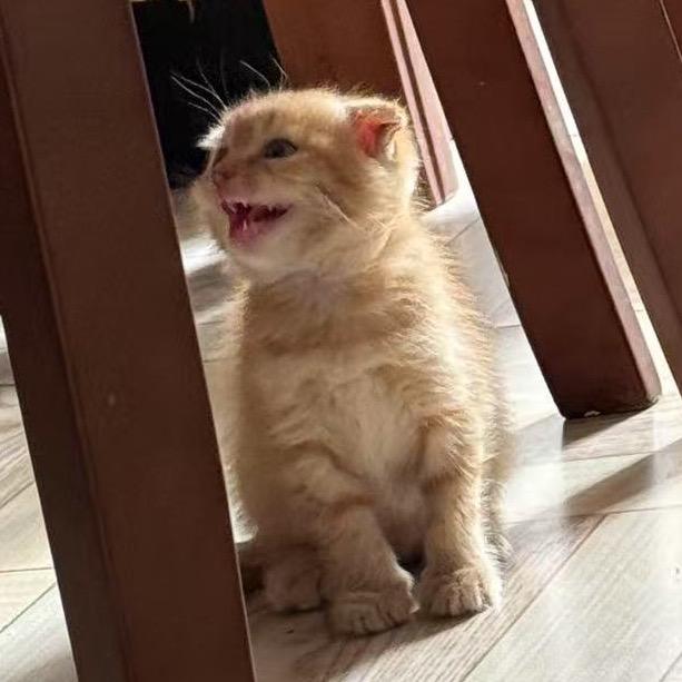 Amy🐱和依卡🐶