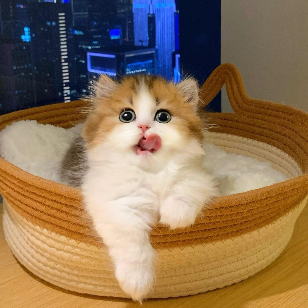 喵喵大王矮脚猫舍