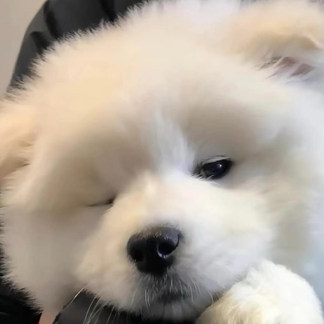 放鹤.