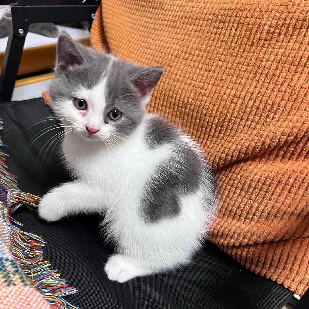 芒果芒芒（养猫版）