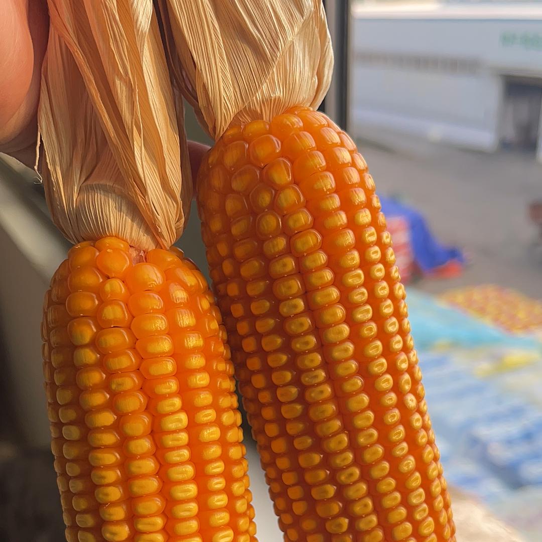 汉玉133（弘大种业）