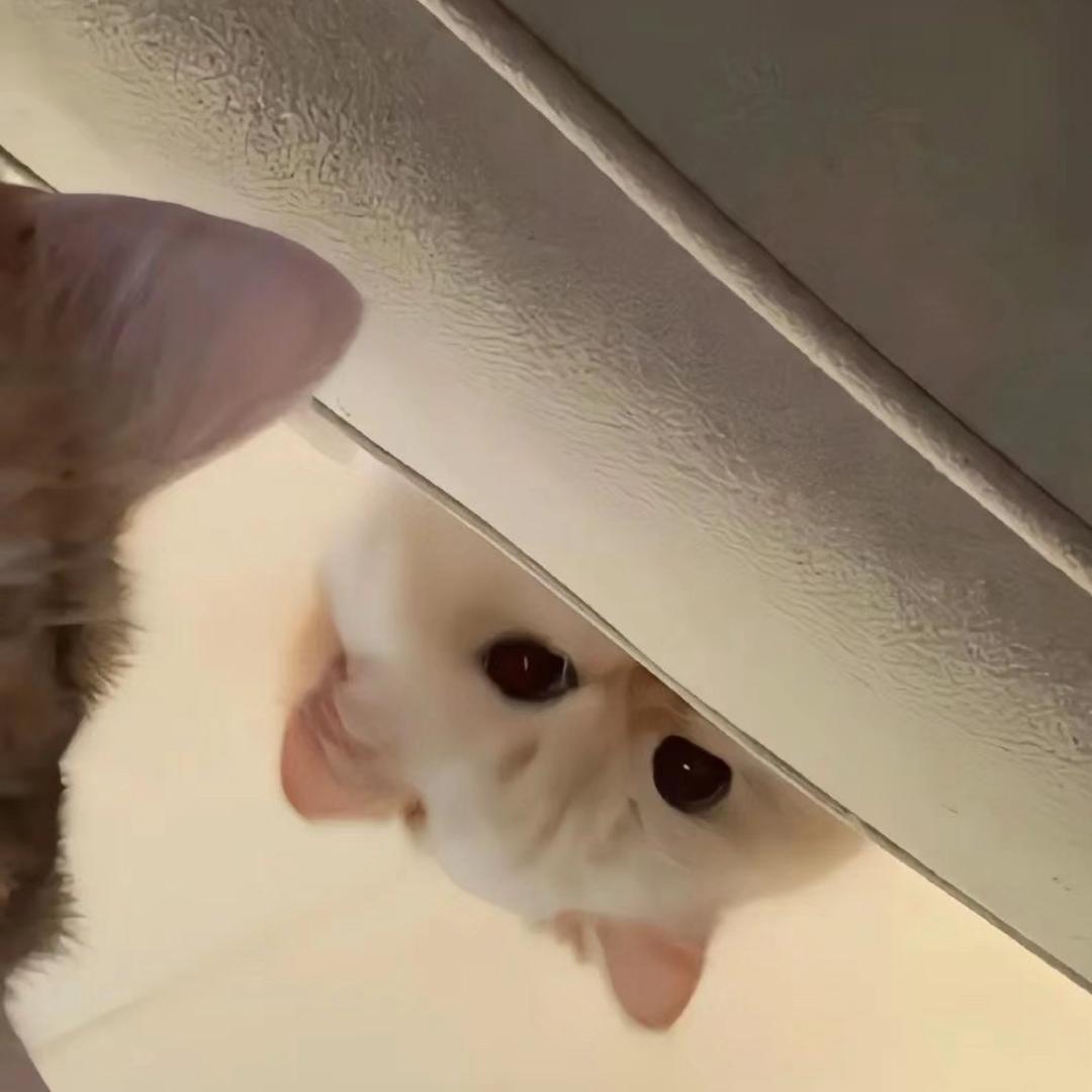 我不是豪豪猪