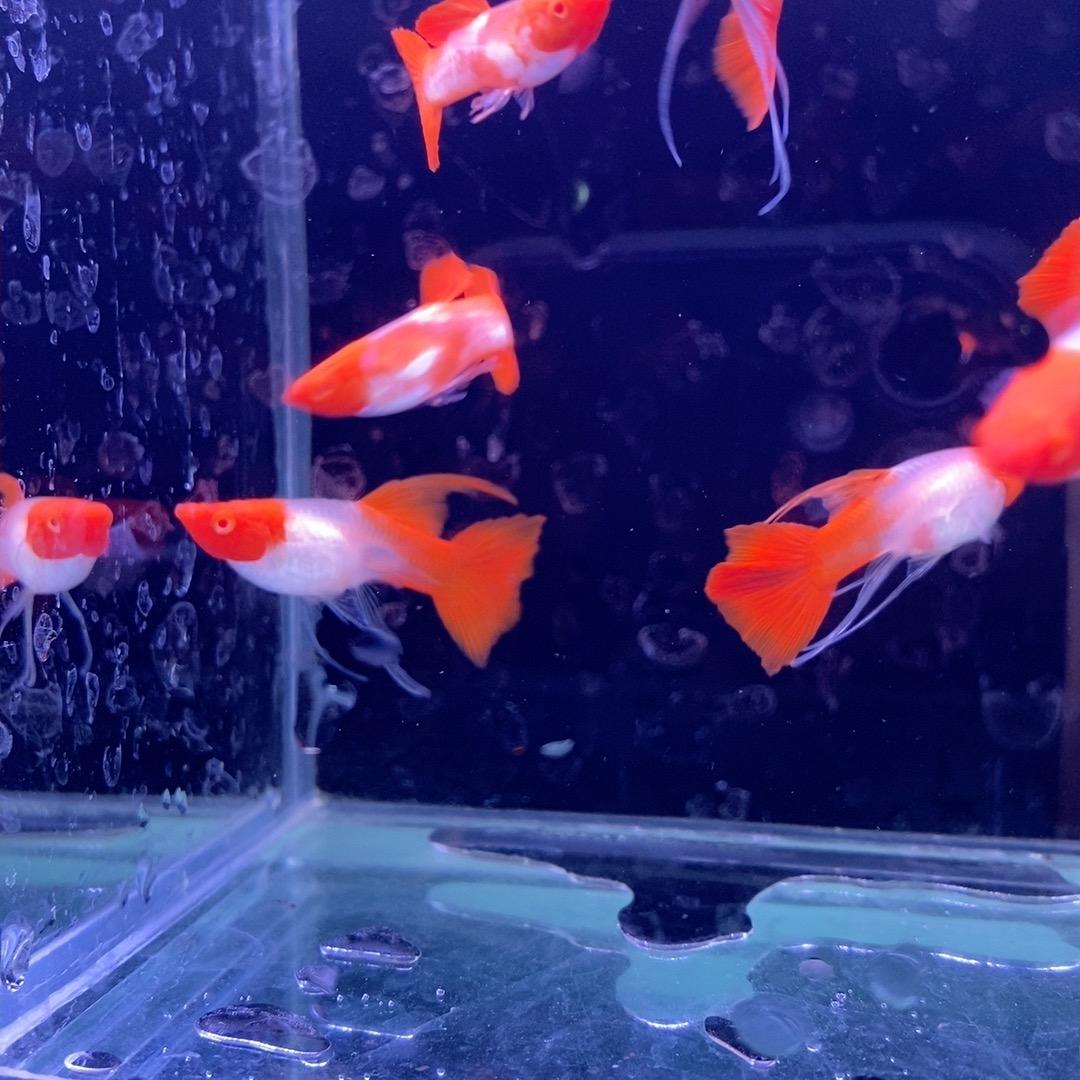 大辉观赏鱼