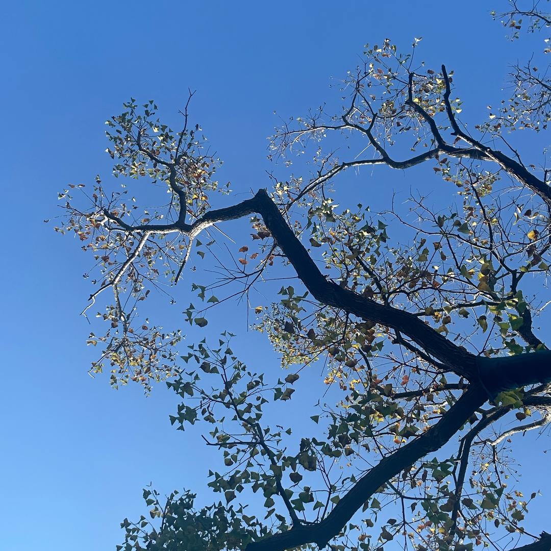 我知道那不是我的月亮