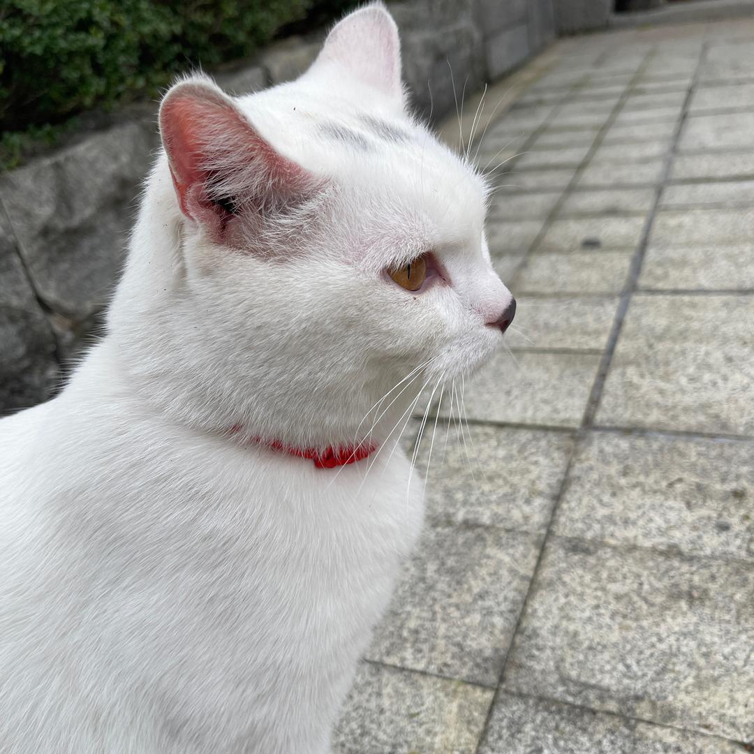 慧品茶