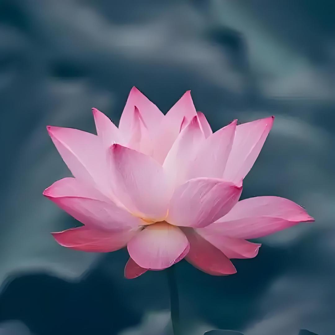 阿伟便利店深圳市义新云科技有限公司3认证号