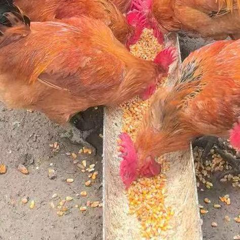 家禽饲养技术指导