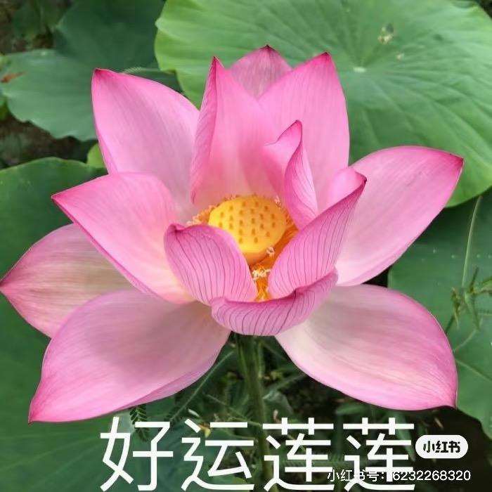 美好生活