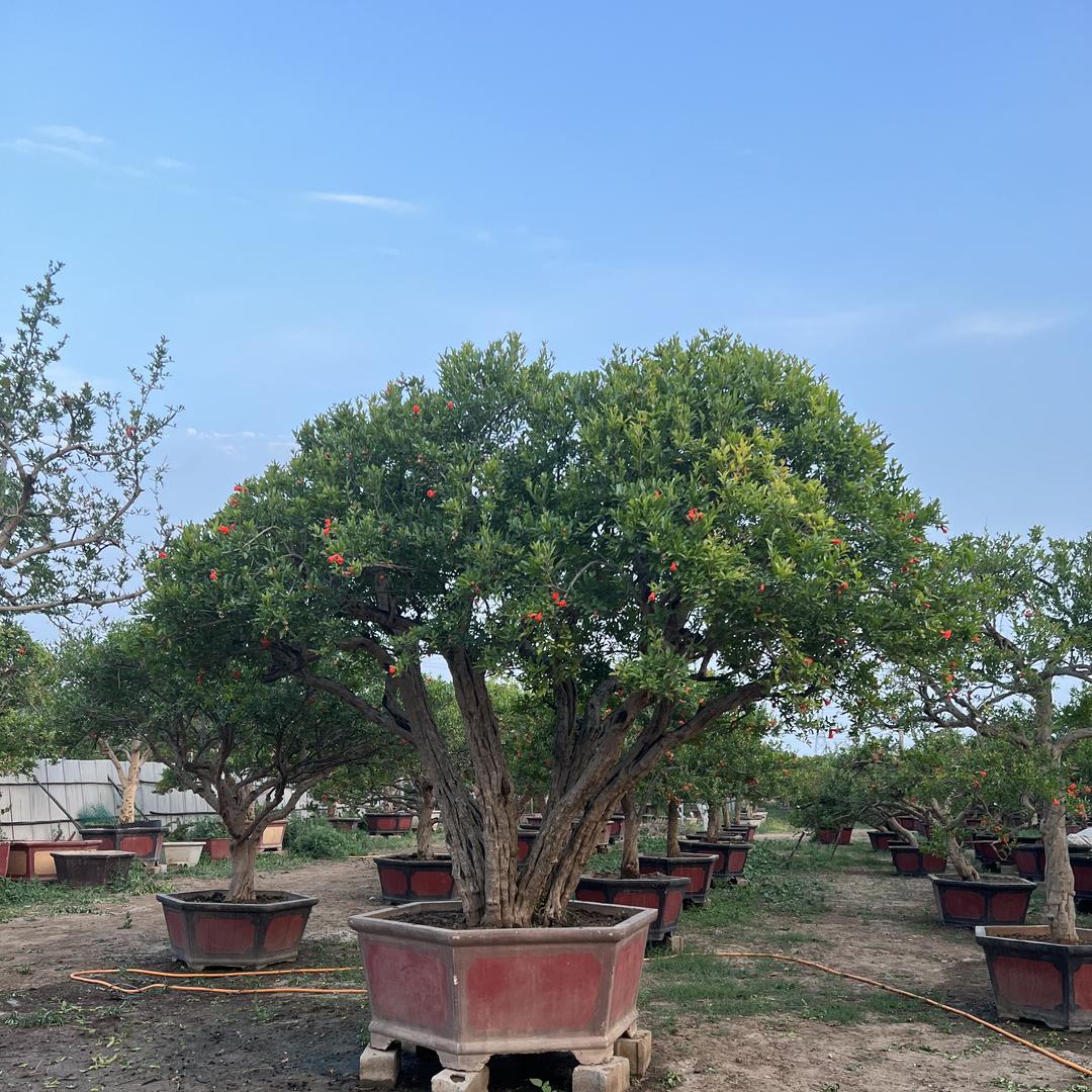 安同果树苗木专营店