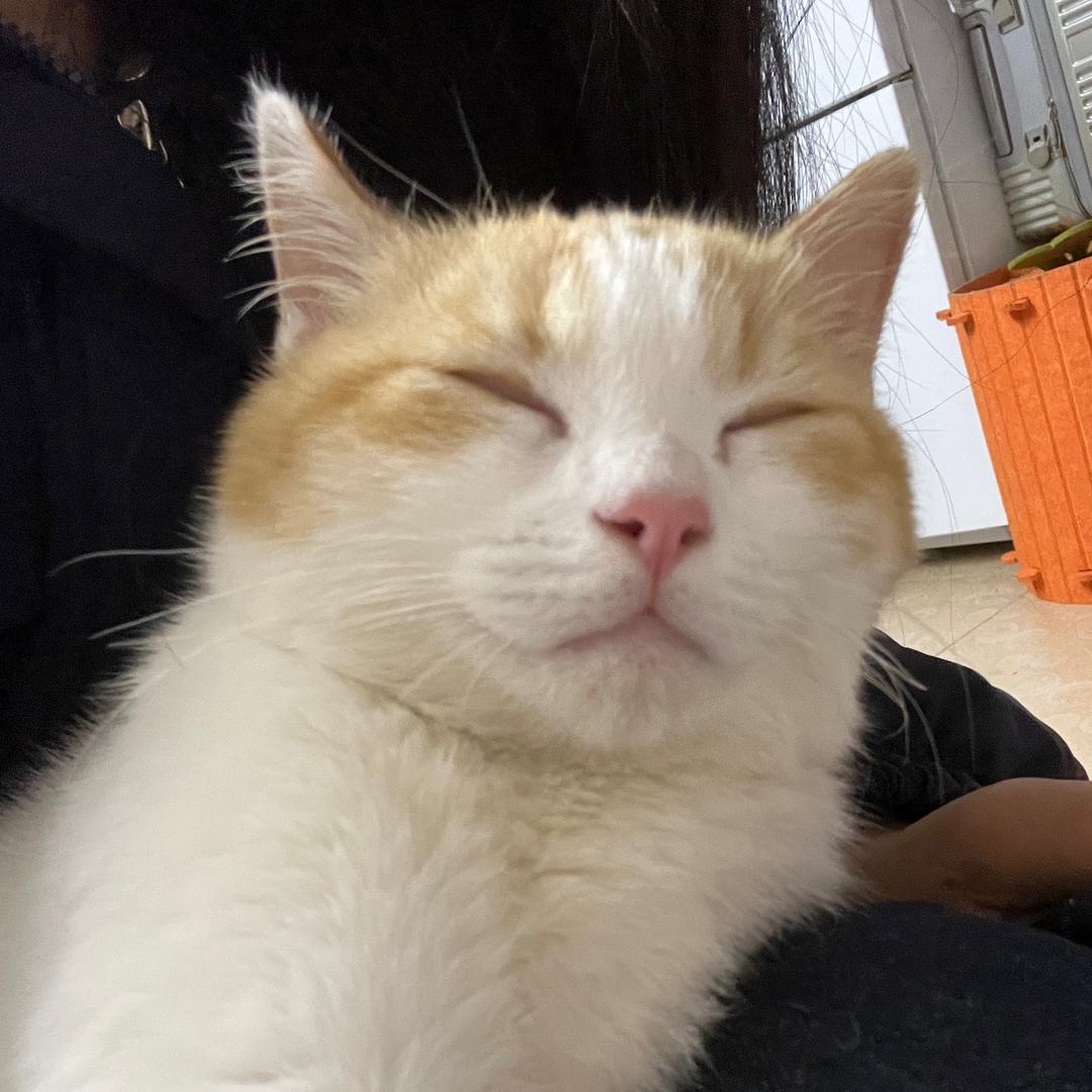 芬达是只咪