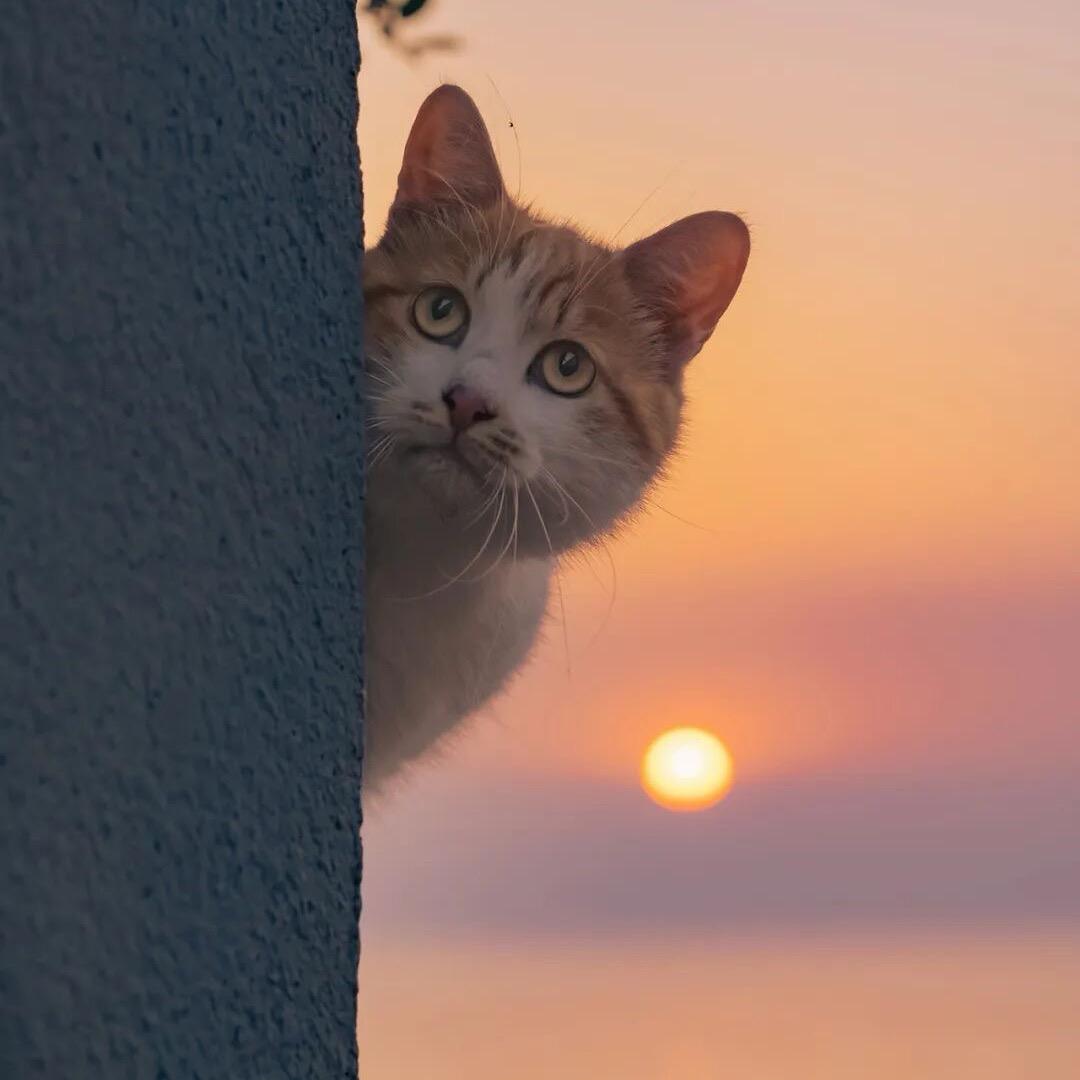 冰岛上的小棉袄