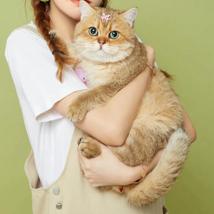 小西爱养猫