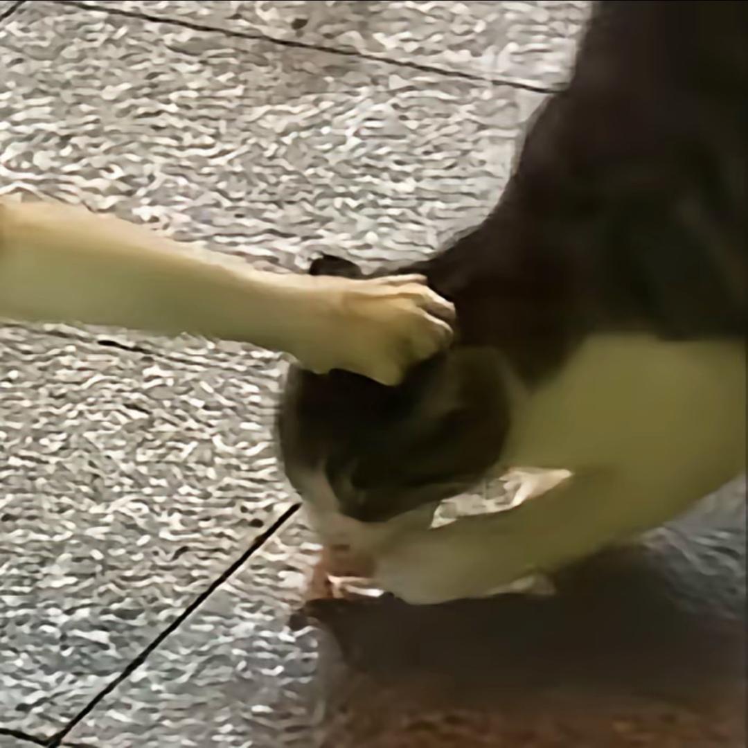 pupu～