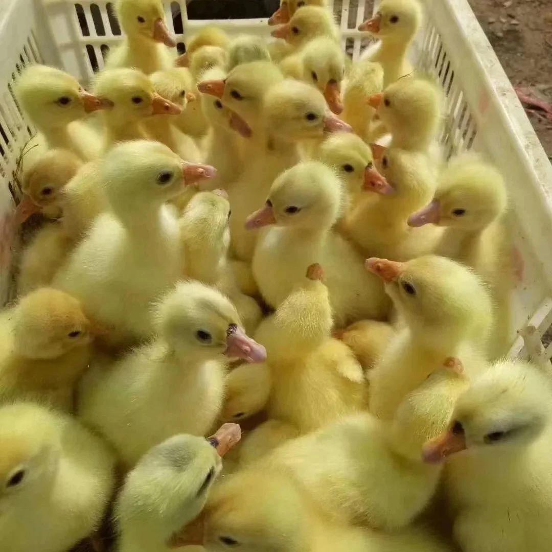 飞跃优质禽苗宠物店