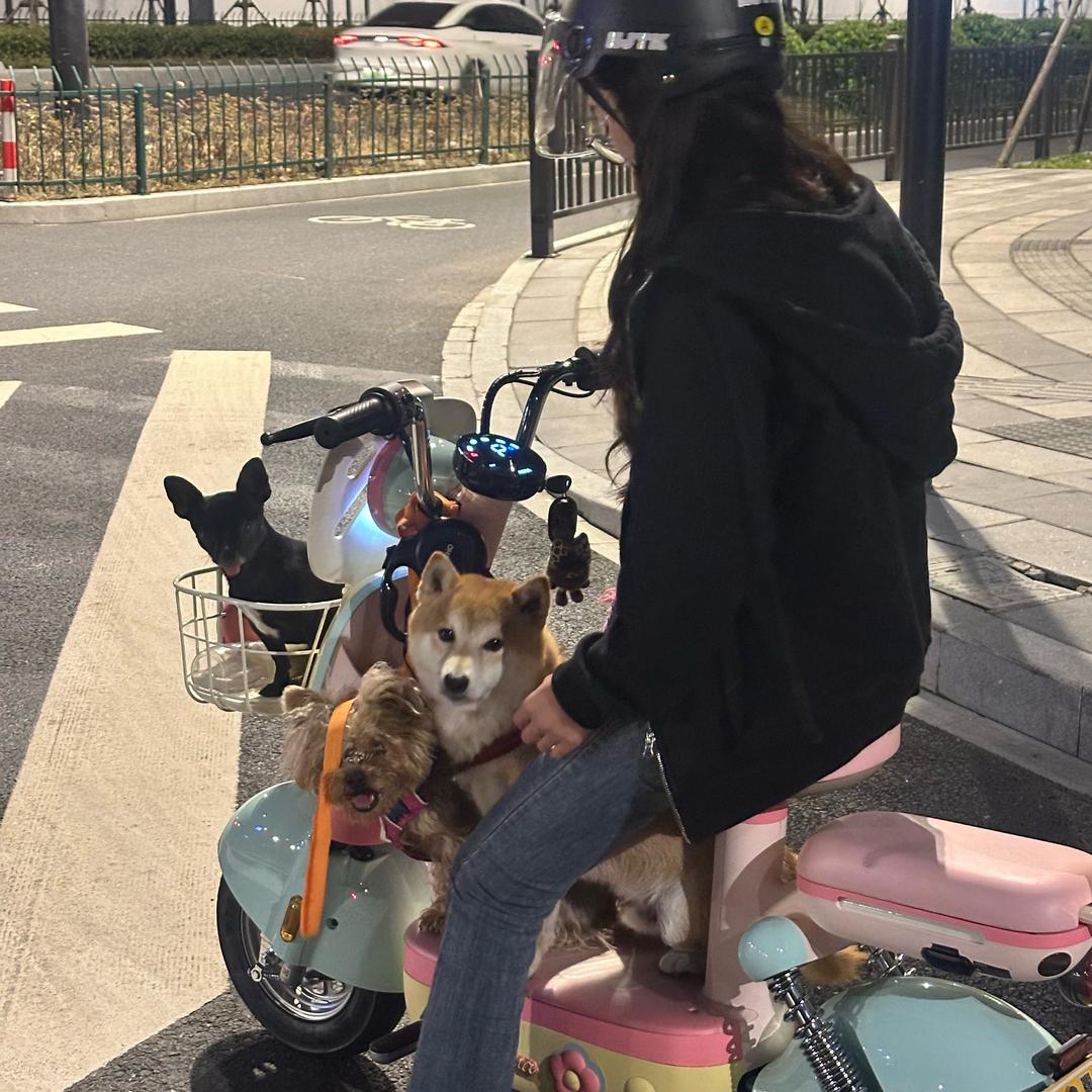 狗富贵🐶
