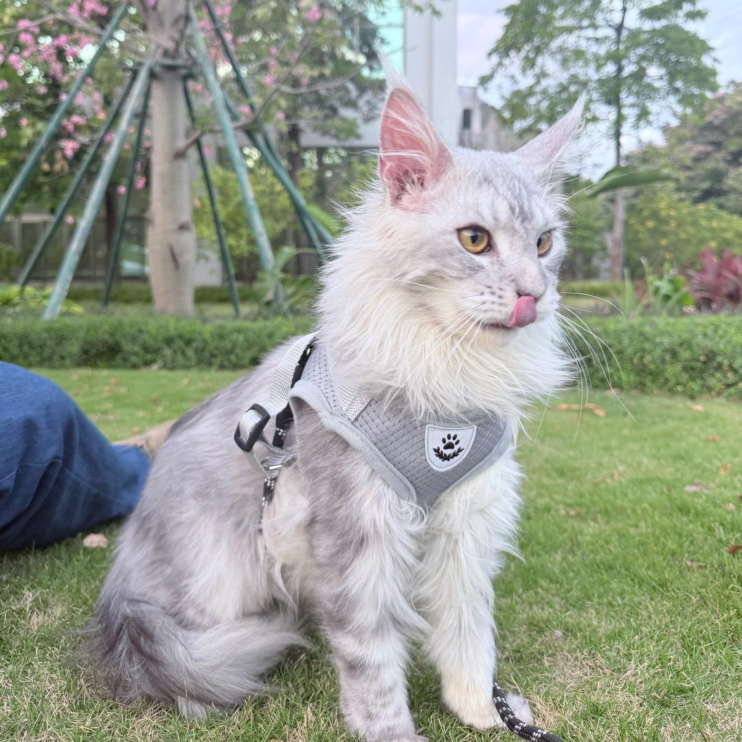 萌喵猪猪