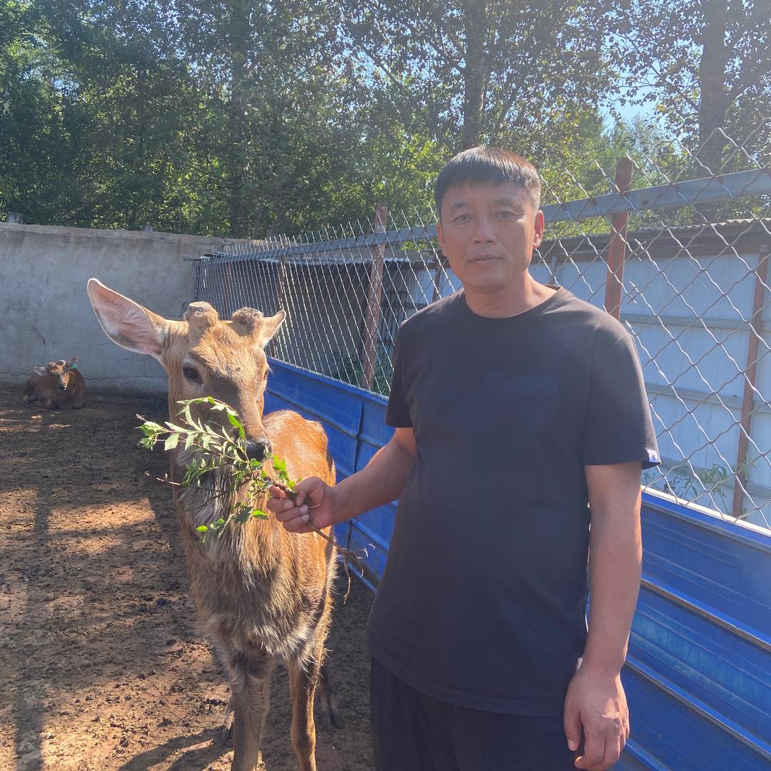 森林鹿贸滋补养生专营店小王在养鹿
