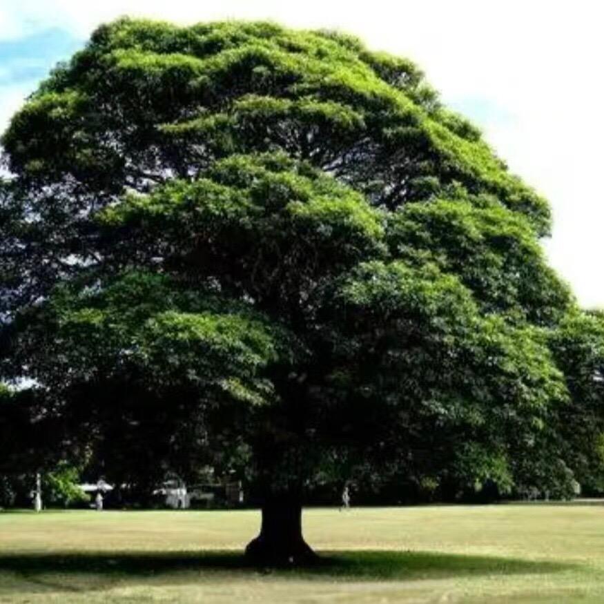 花开向阳