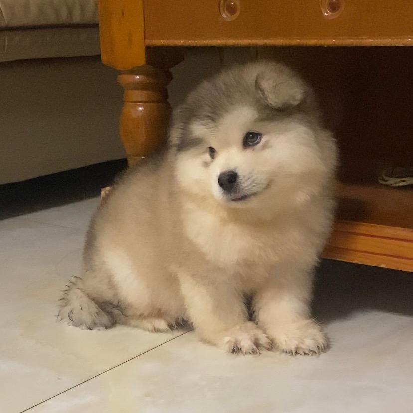 我是大聪明七崽崽