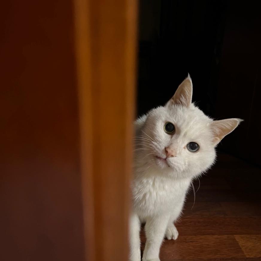 💯只小猫