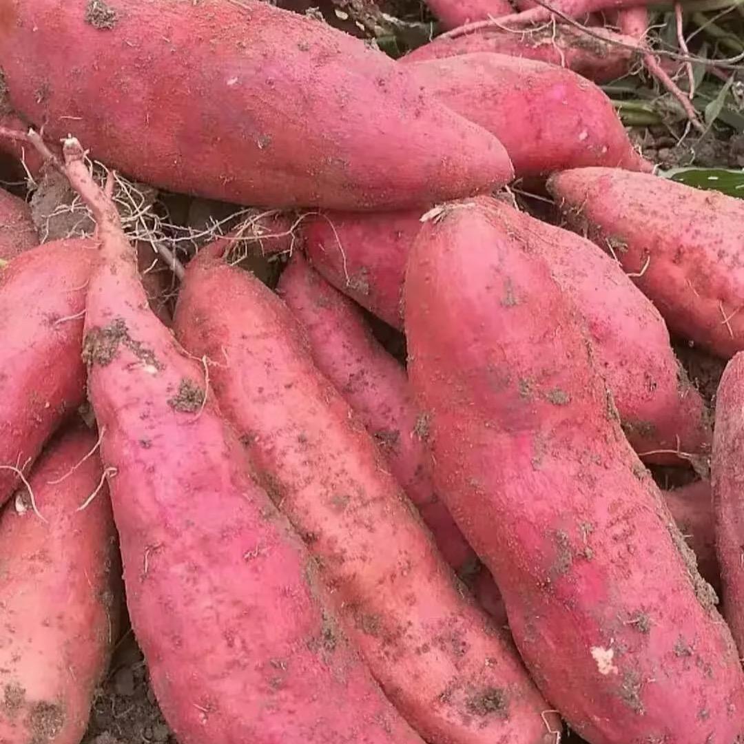 红薯植保