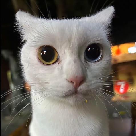 性感小猫