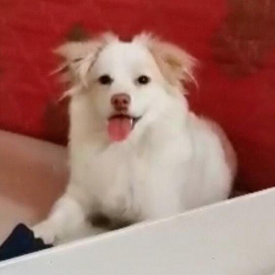 🥔