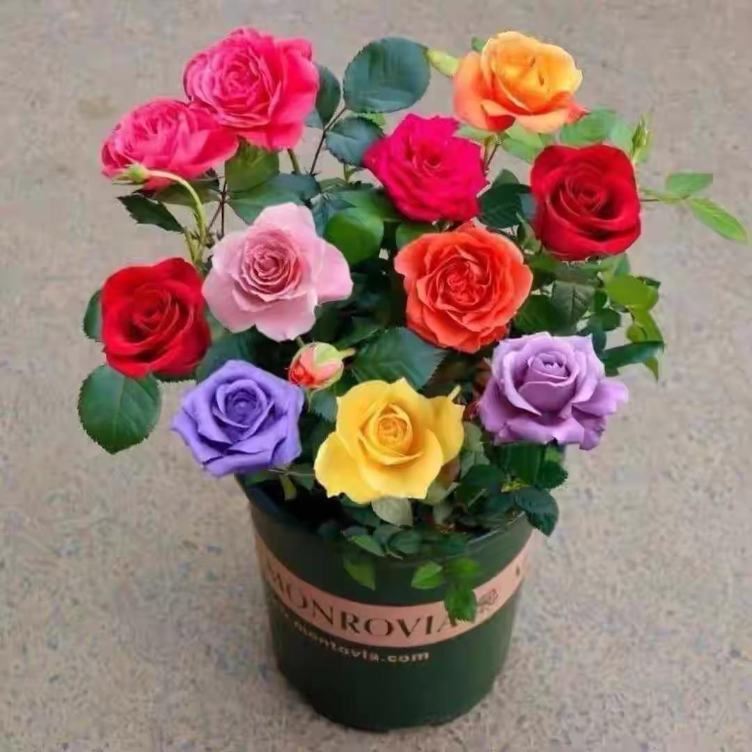云舍花卉园艺