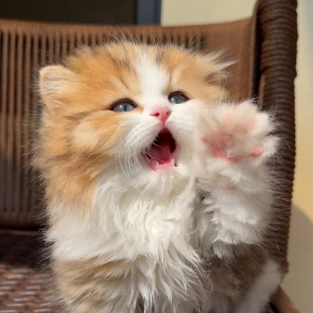 喵十七🍼