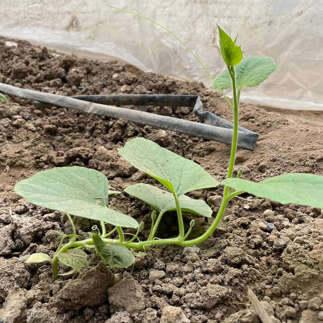 涛的葫芦庄园（葫芦种植基地）