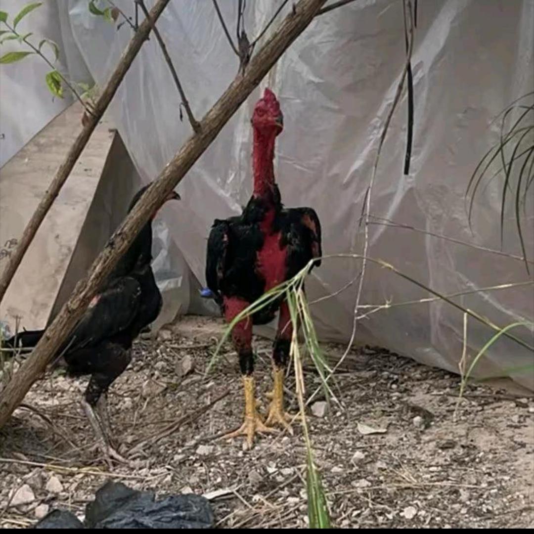 凯里涛哥养殖基地